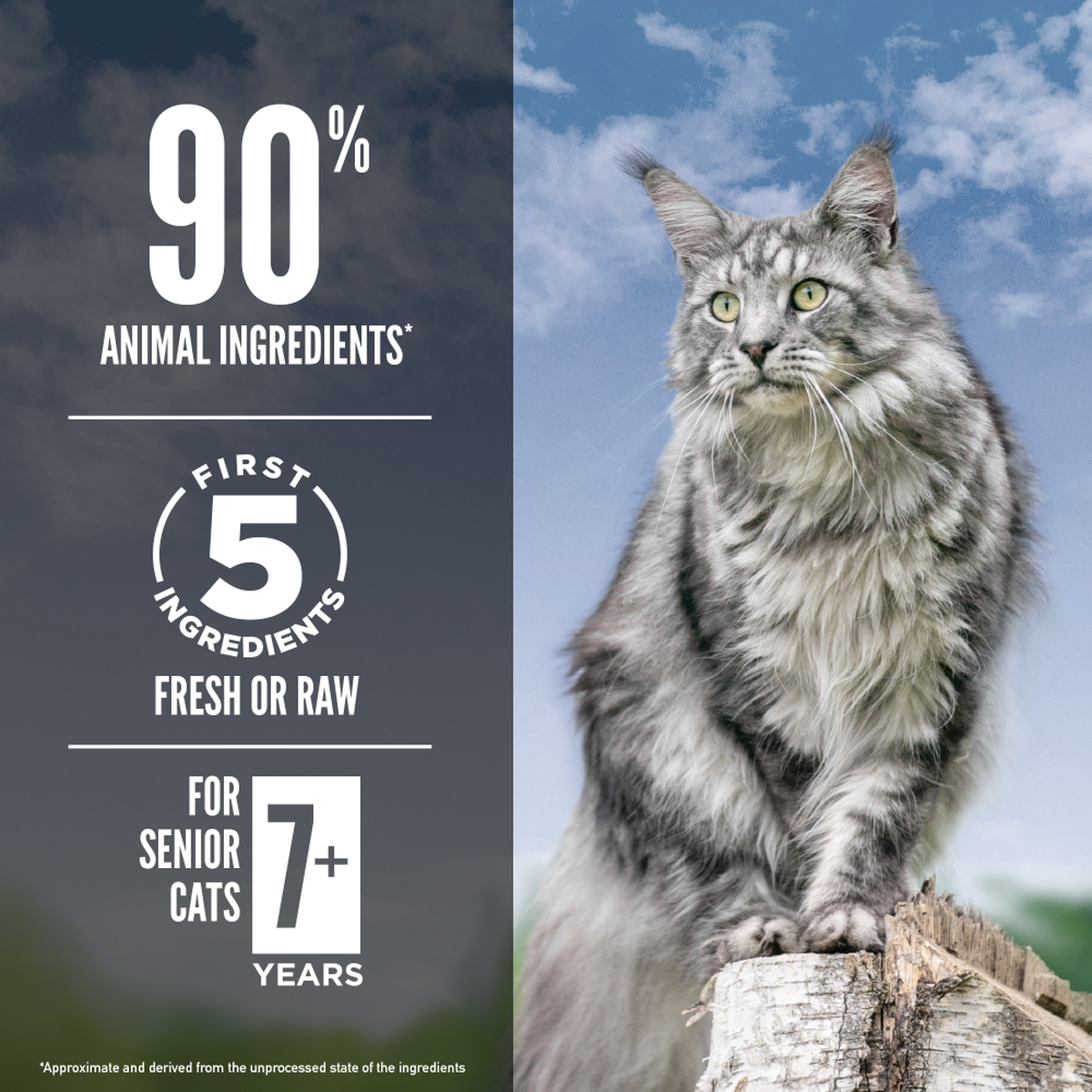 Orijen senior 2025 cat food